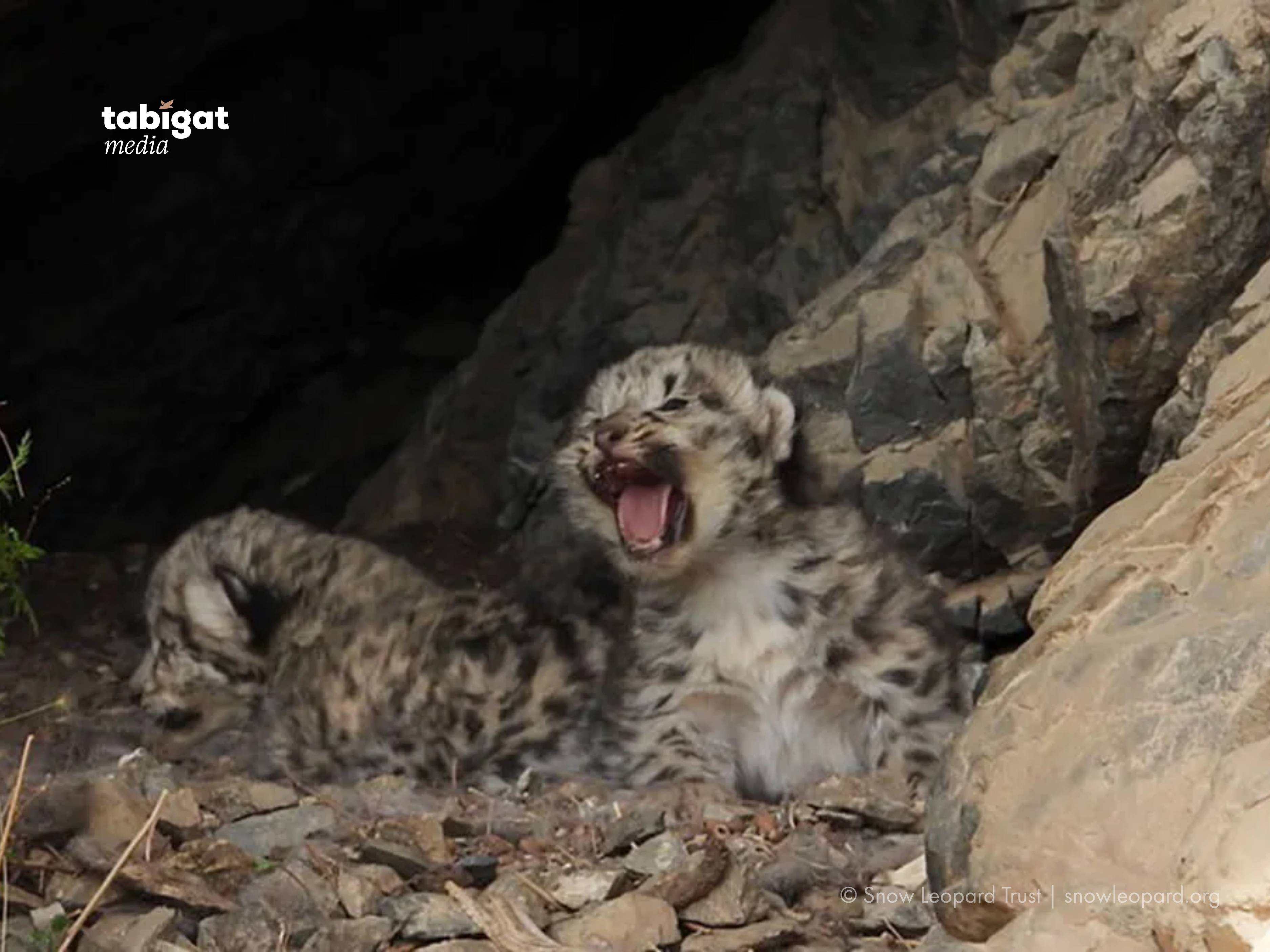 Бүкіл тайпа былғайды